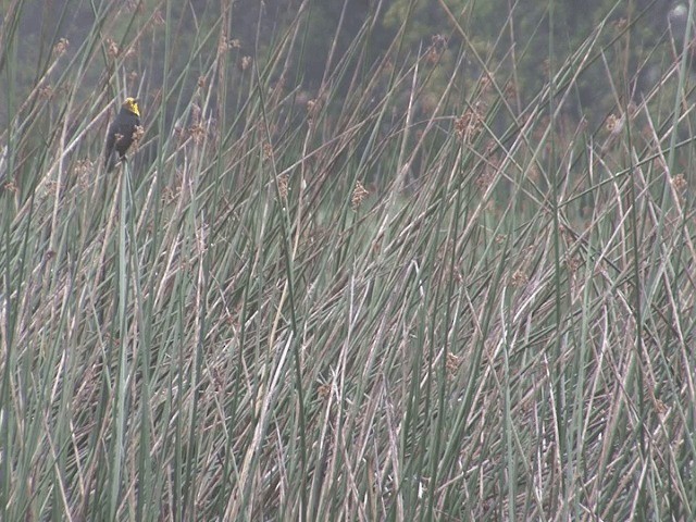 Yellow-hooded Blackbird - ML201568611