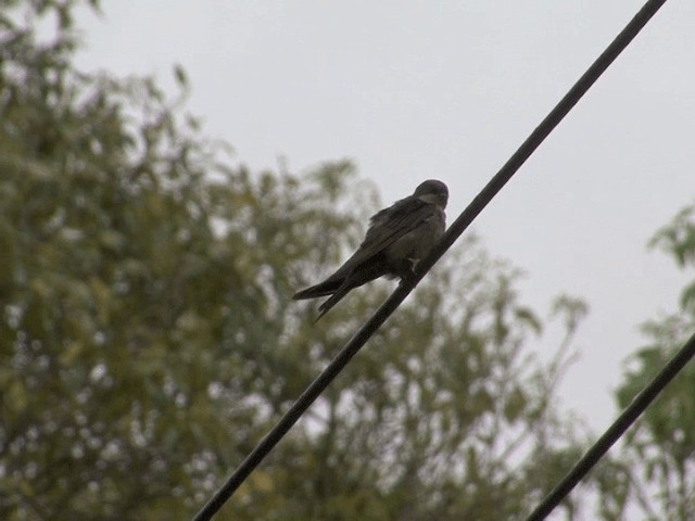 Brown-bellied Swallow - ML201568621