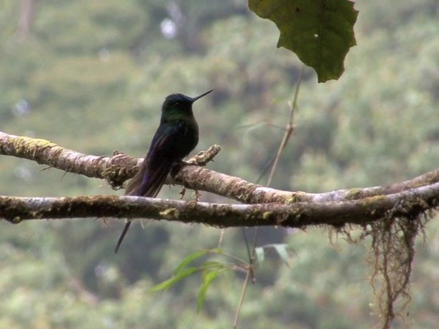 Violet-tailed Sylph - ML201568671