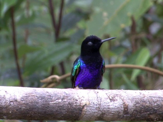kolibřík hyacintový - ML201568691