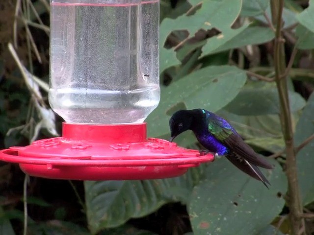 kolibřík hyacintový - ML201568701
