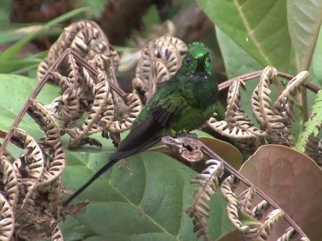 kolibřík císařský - ML201568721