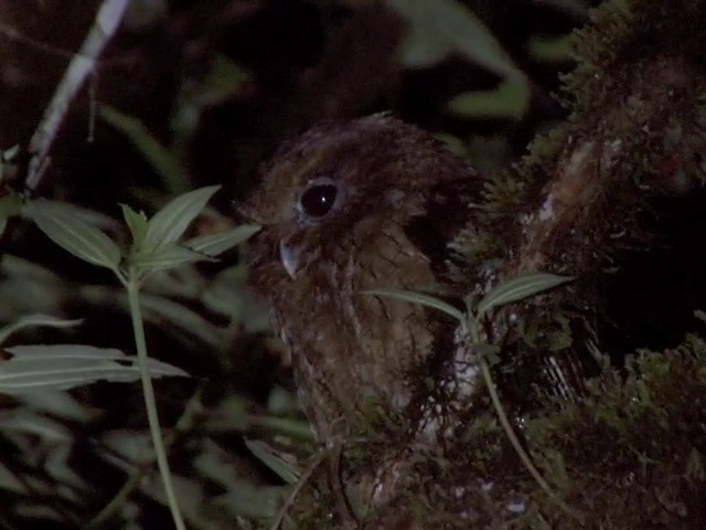 Rufescent Screech-Owl (Colombian) - ML201568781