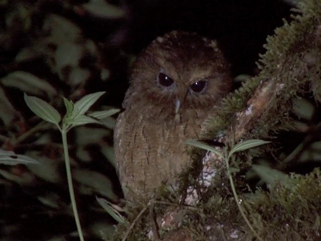 Rufescent Screech-Owl (Colombian) - ML201568791