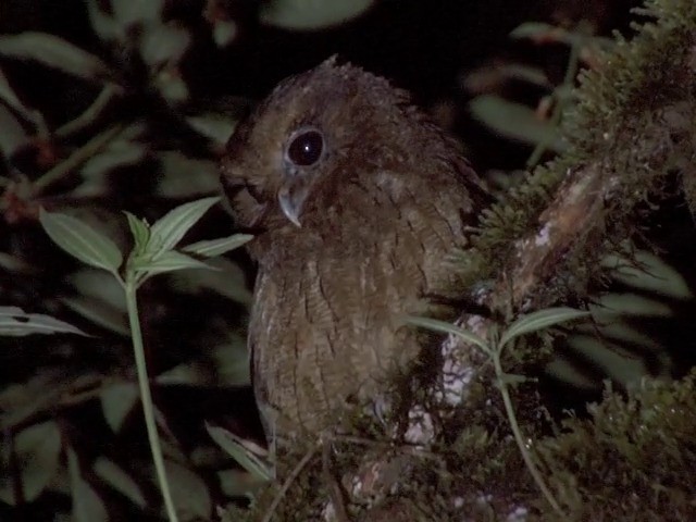 Rufescent Screech-Owl (Colombian) - ML201568801