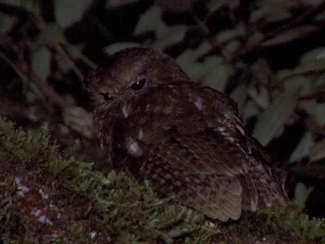 Rufescent Screech-Owl (Colombian) - ML201568811