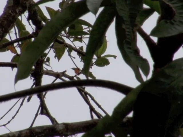 Yellow-vented Woodpecker - ML201568881