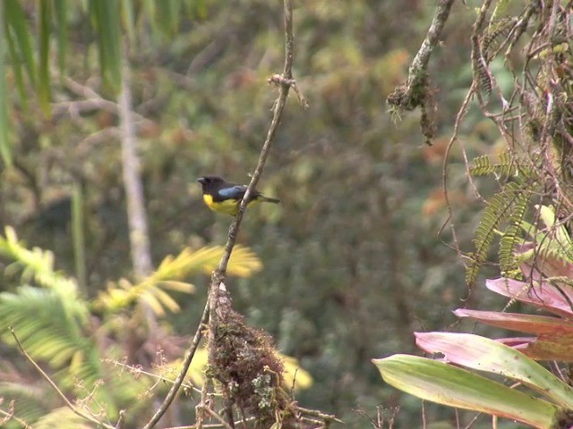 Black-and-gold Tanager - ML201568961