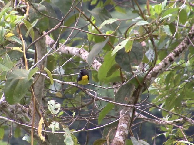Black-and-gold Tanager - ML201568981