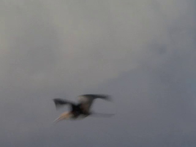 Christmas Island Frigatebird - ML201569061