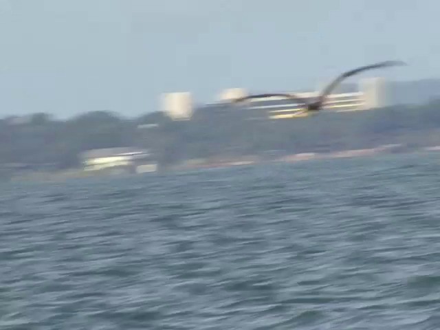Christmas Island Frigatebird - ML201569071