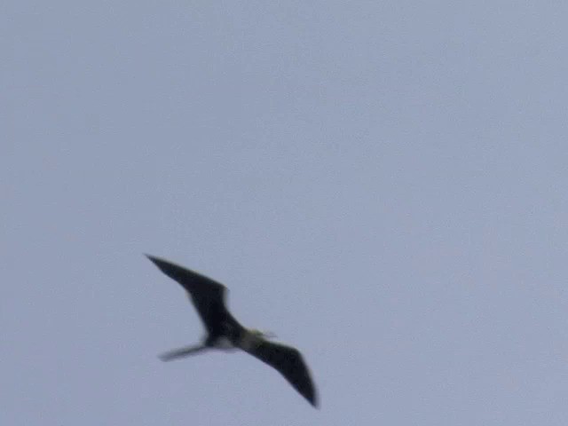 Christmas Island Frigatebird - ML201569081