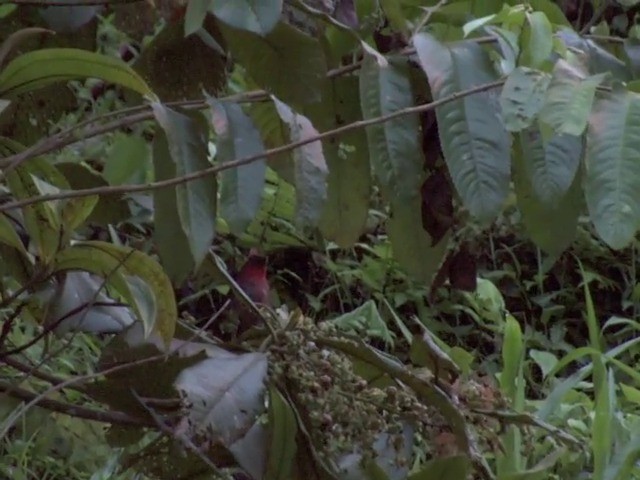 Video Crested Ant Tanager Habia Cristata Birds Of The World