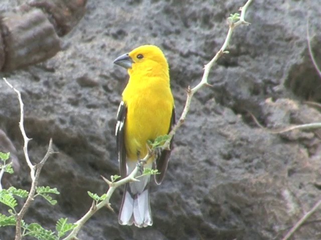  - Golden Grosbeak