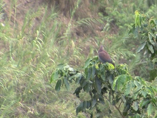 Peruvian Pigeon - ML201569341