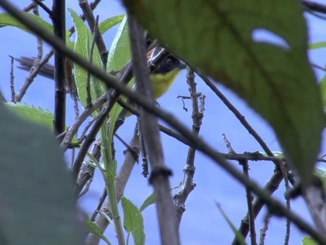 Yellow-breasted Brushfinch (Yellow-breasted) - ML201569391