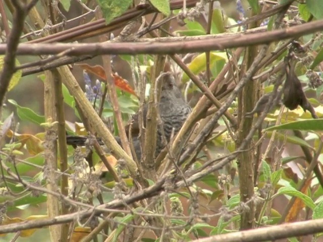  - Rufous-capped Antshrike (Northern)