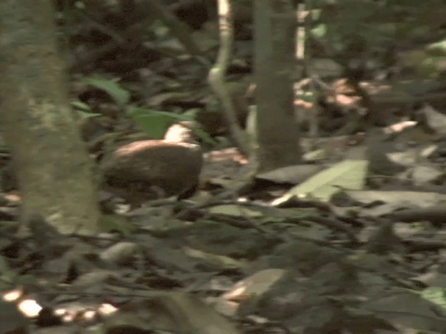 Scaly-breasted Partridge (Green-legged) - ML201569701