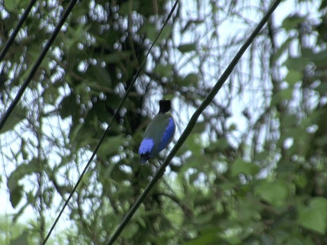 藍翅八色鳥 - ML201569731