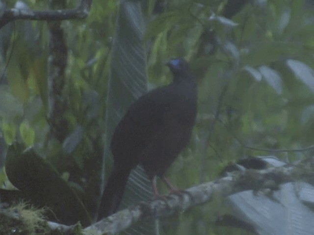 Sickle-winged Guan - ML201569821