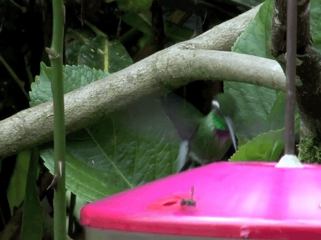 Пурпурногрудый колибри - ML201569841