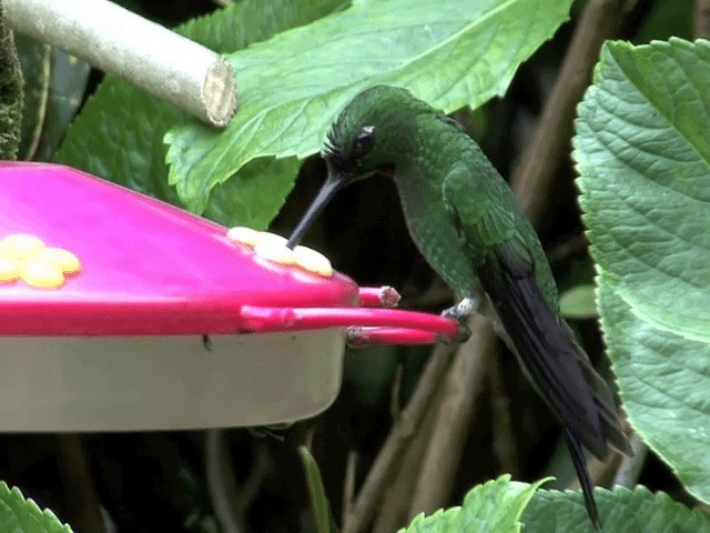Green-crowned Brilliant - ML201569851