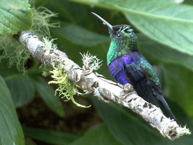 kolibřík vidloocasý [skupina fannyae] - ML201569881