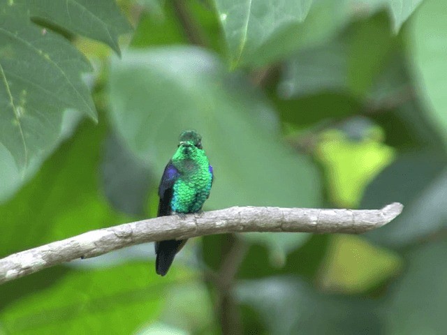 kolibřík vidloocasý (ssp. hypochlora) - ML201569961