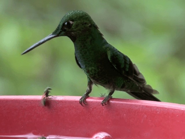 Green-crowned Brilliant - ML201569981