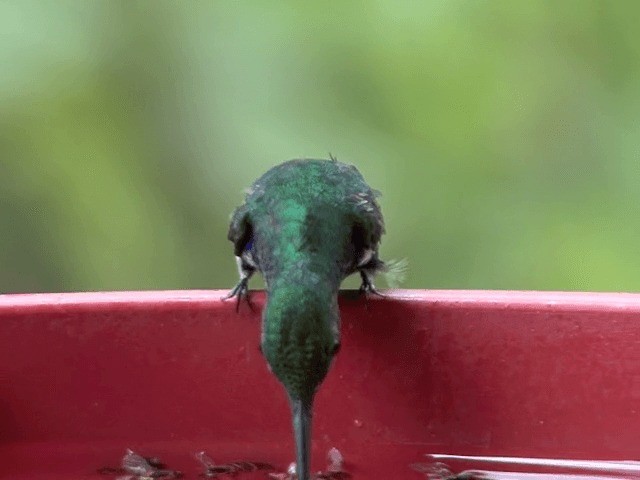 Violet-bellied Hummingbird - ML201570011