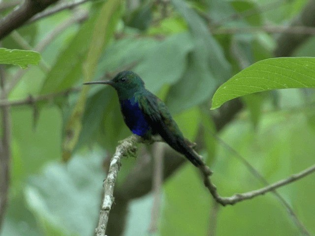Violet-bellied Hummingbird - ML201570021