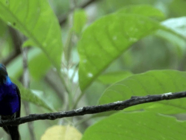 Violet-bellied Hummingbird - eBird