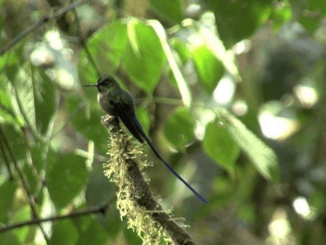 Violet-tailed Sylph - ML201570091