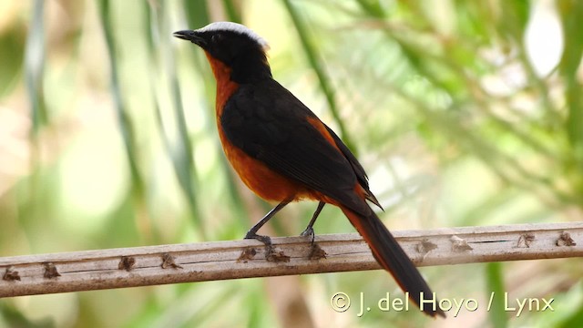 White-crowned Robin-Chat - ML201570311