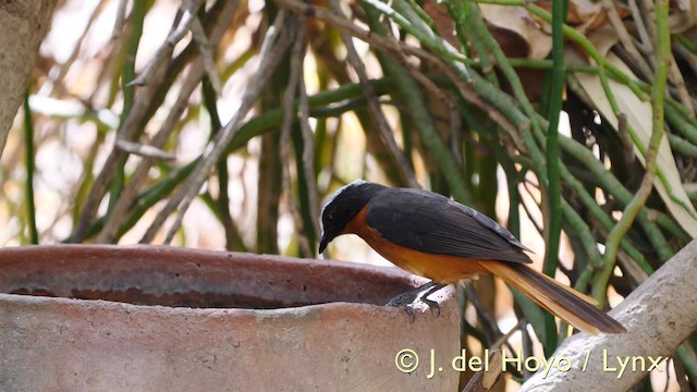 White-crowned Robin-Chat - ML201570321