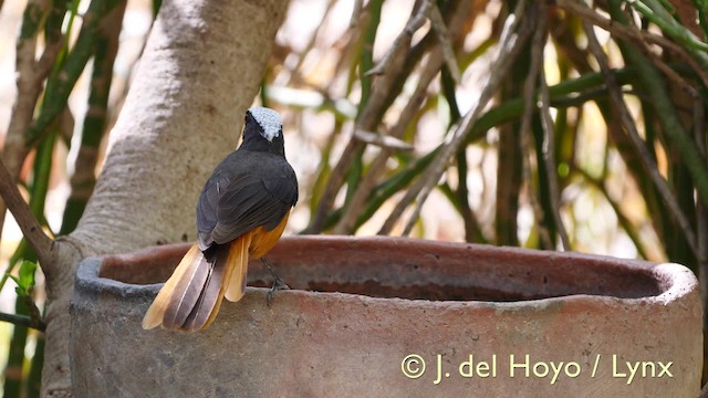 White-crowned Robin-Chat - ML201570331