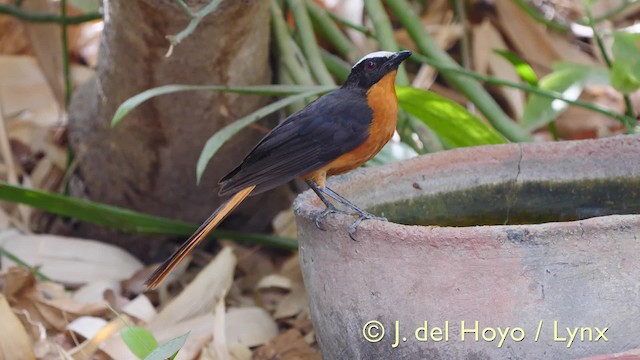 White-crowned Robin-Chat - ML201570341