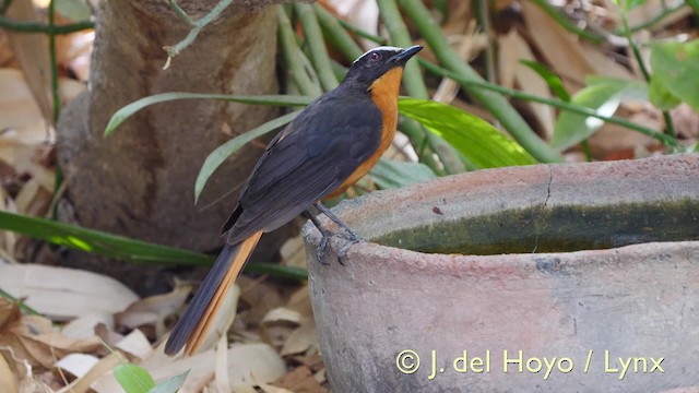 White-crowned Robin-Chat - ML201570351