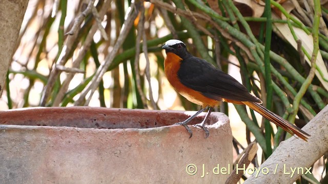 White-crowned Robin-Chat - ML201570361