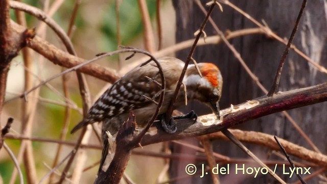 Brown-backed Woodpecker - ML201570481