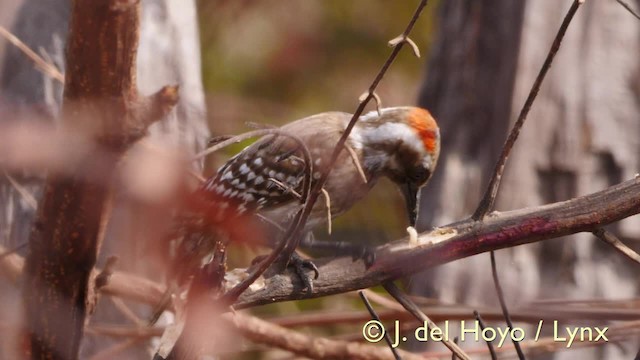 Brown-backed Woodpecker - ML201570501