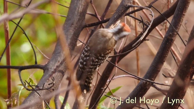 Brown-backed Woodpecker - ML201570511