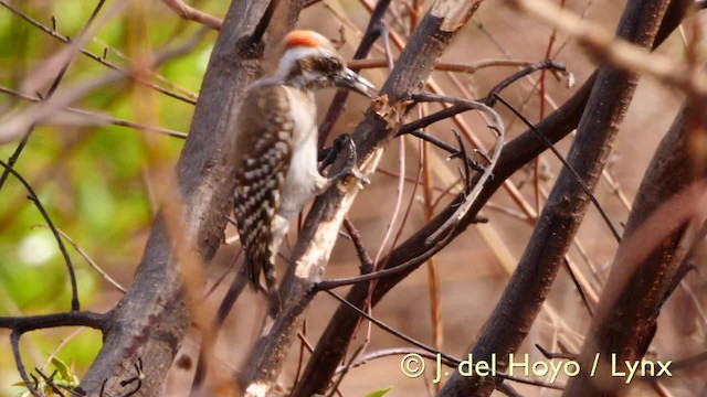 Brown-backed Woodpecker - ML201570521