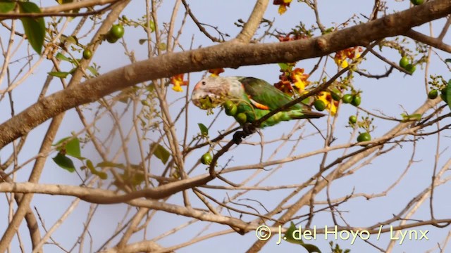 Brown-necked Parrot (Brown-necked) - ML201570531