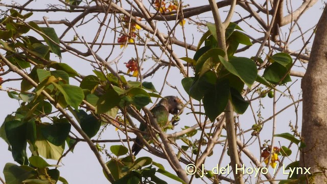 Brown-necked Parrot (Brown-necked) - ML201570621