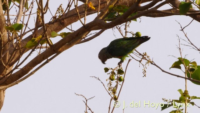 Папуга-довгокрил бурошиїй (підвид fuscicollis) - ML201570631