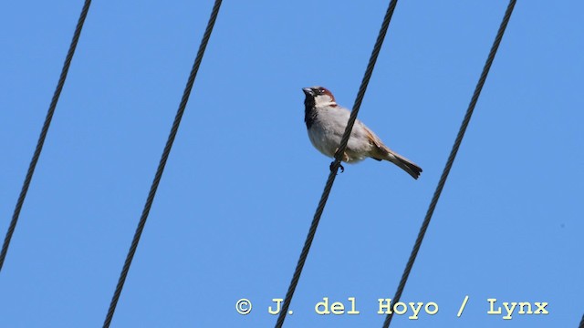 House Sparrow - ML201570891