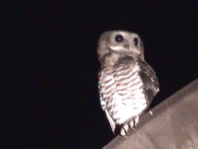 White-browed Owl - ML201571031