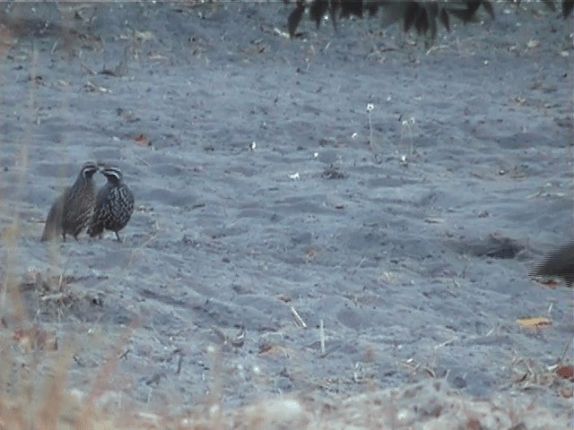 Madagascar Partridge - ML201571041