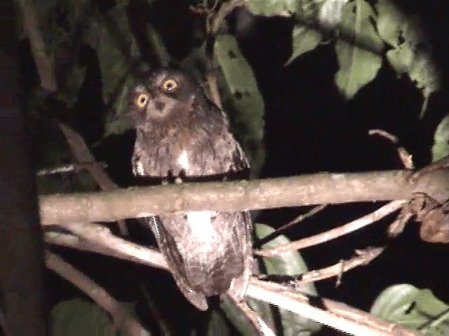 Madagascar Scops-Owl (Rainforest) - ML201571101